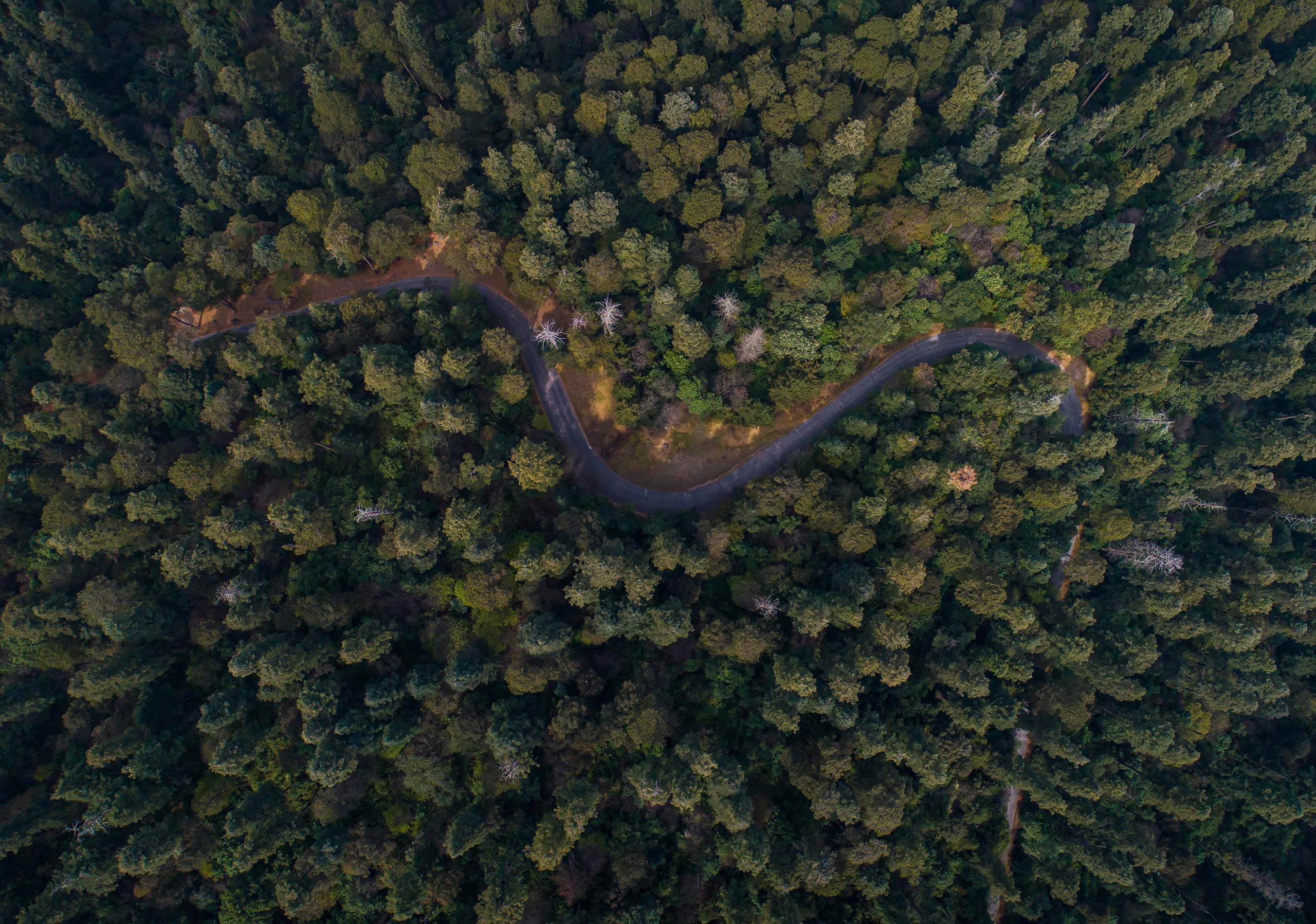 Aerial photo of a road going through a pine forest.